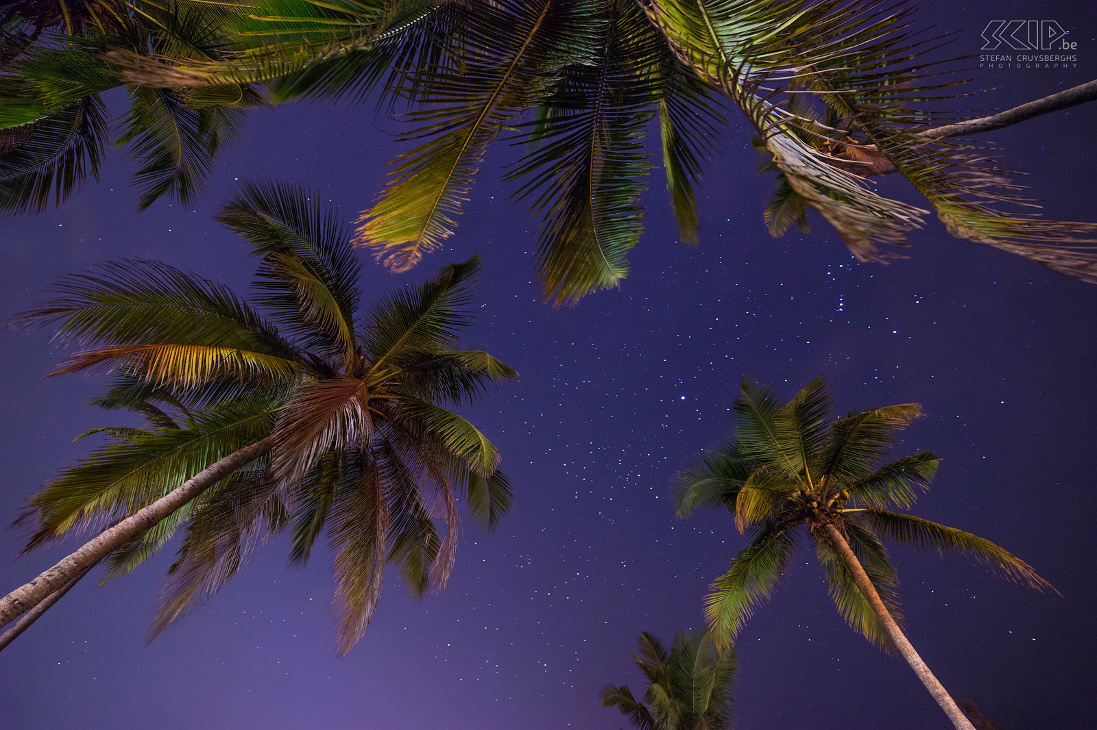 Varca - Palmbomen onder sterrenhemel Een van mijn laatste foto's van onze rondreis doorheen het zuiden van India; tropische palmbomen onder een prachtige sterrenhemel. Stefan Cruysberghs